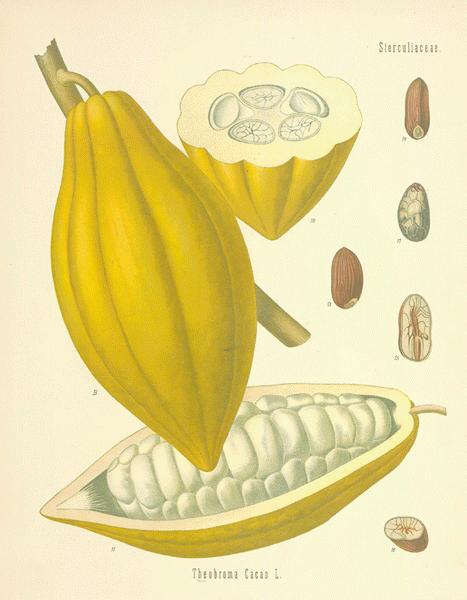 Images Of Cacao