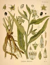 Comfrey