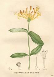 Honeysuckle