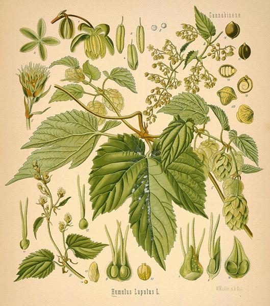 Hop Plant