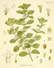 Horehound