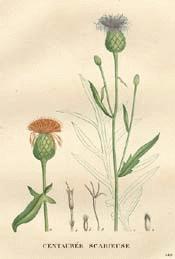 Knapweed, Greater