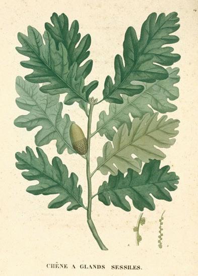 quercus robur stem