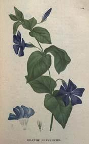 Periwinkle, Large 