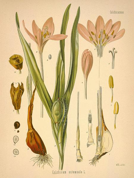 http://botanical.com/botanical/mgmh/s/safmea04-l.jpg