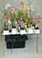 Hydroponic Supplies