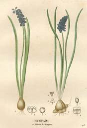 Hyacinth, Grape