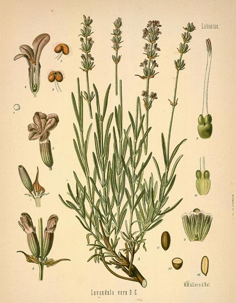 Old Fashioned English Lavender, Lavandula angustifolia Vera