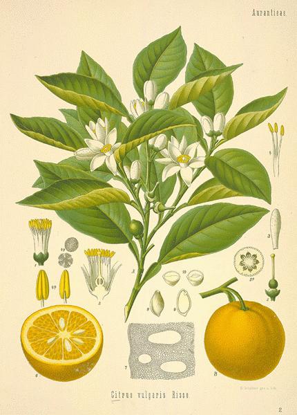 Citrus bigaradia hotsell