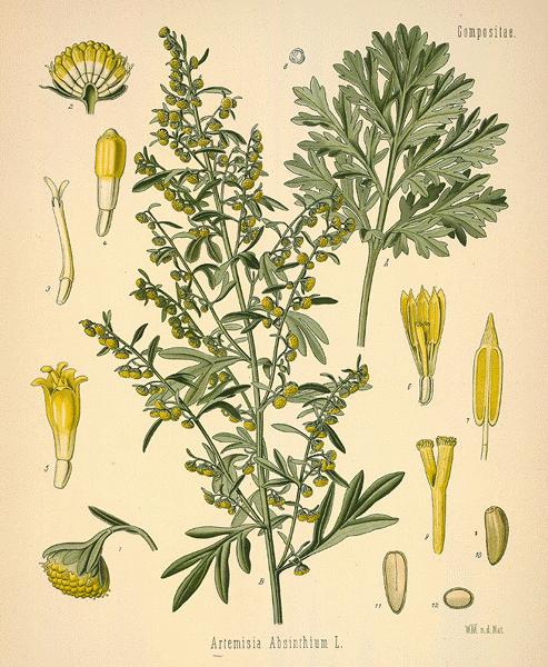 Artemisia annua (Sweet Wormwood) with green leaves and small