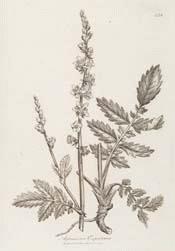 Agrimony