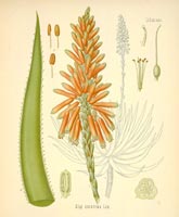 Aloes