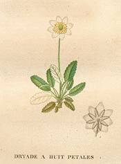 Avens (Mountain)