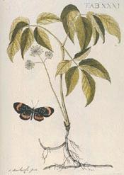 Aralia nudicaulis