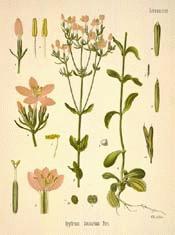 European Centaury