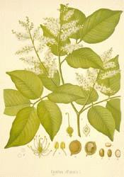 Copaiba