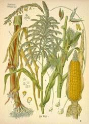 Corn, Indian