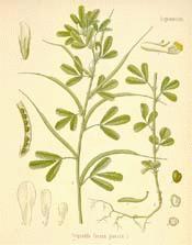 Fenugreek