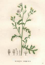 EGROUNDSEL, VISCID