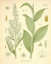 White False Hellebore