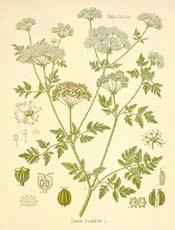 Poison Hemlock