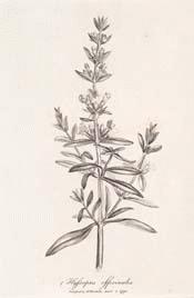 Hyssop