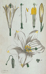 Madonna lily