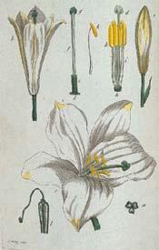 Madonna Lily