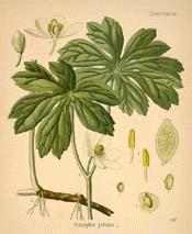 Mayapple