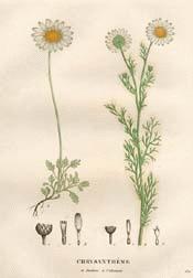 Scentless False Mayweed