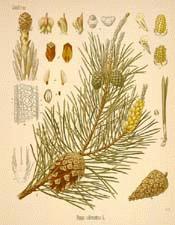 Scotch pine