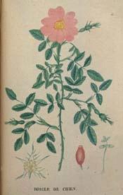 Dog Rose