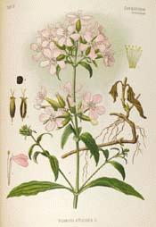 Soapwort