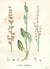 Sorrel