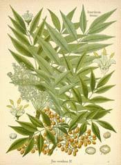 Rhus succedanea