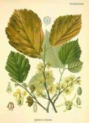 American Witchhazel